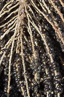 Extract: Acai Palm fruits (used to extract the juice and make drinks)
