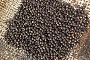 Extract: Acai Palm fruits (used to extract the juice and make drinks)