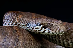 Antarcticus: Acanthophis antarcticus Acanthophis