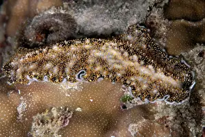 Mabul: Acanthozoon Flatworm