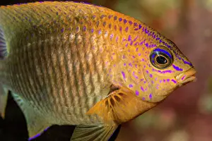 Lea Lee: Acapulco Damselfish