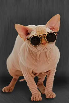 Weird: Cat