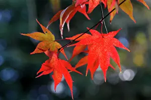 Acer: Acer Leaves - Autumn