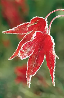 David C Dixon: ACER / Maple - frosty leaf close-up