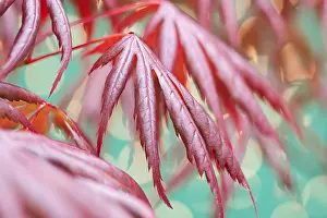 Acer: Acer Palmatum Trompenburg - Leaves - Norfolk