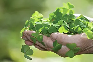Sorrel: acetosella