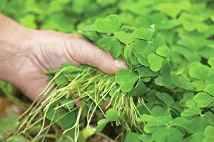 Sorrel: acetosella