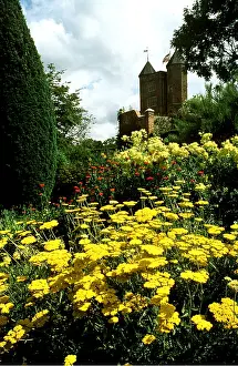 Achillea: Achillea Yellow Flowers