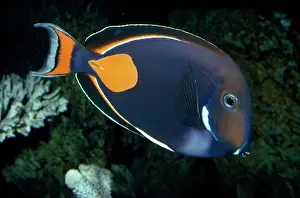 Surgeonfish: Achilles Tang (Surgeonfish)
