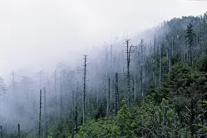 Concerns: Acid rain
