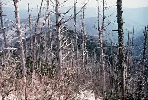 Acid: ACID RAIN DAMAGE