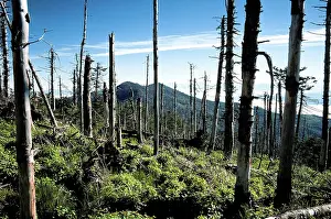 Acid: Acid Rain Damage on Mt. Mitchell