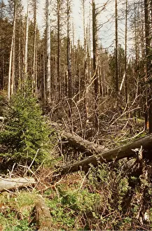 Acid: ACID RAIN - Dead and dying Norway Spruce forest