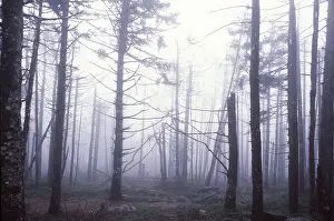 Acid: ACID RAIN - dying Spruce Trees