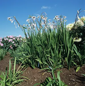 Gladiolus: Acidanthera (Gladiolus callianthus)