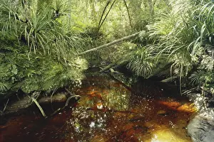 Acid: Acidic Brown Stream