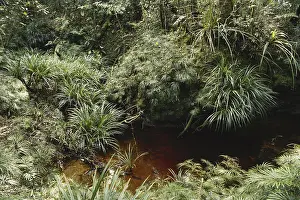 Acid: Acidic Brown Stream