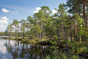 Acidic: Acidic lake in Meenikunno Maastikukaitseala bog