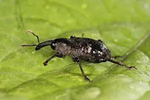 Ficus: Aclees taiwanensis running on greeen leaf, Liguria