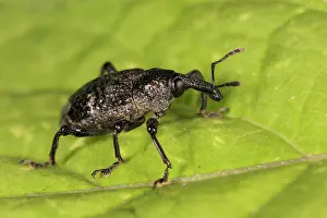 Ficus: Aclees taiwanensis walking on greeen leaf, Liguria