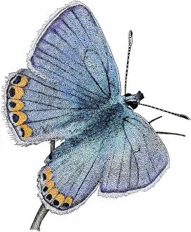 Plebejus: Acmon blue butterfly