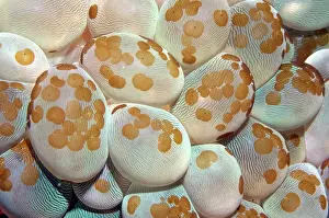 Flatworms: Acoel Flatworms on Bubble Coral (Plerogyra sinuosa)