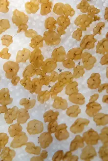 Flatworm: Acoel Flatworms on Coral Tanjung Kubur dive site