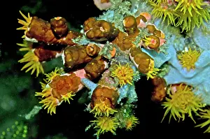 Flatworm: Acoelous flatworms on Tubastraea faulkneri cup coral