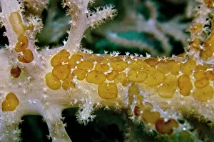 Clusters: Acoelous Flatworms - usually found living in clusters