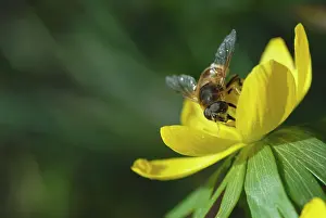 Combined: Aconite