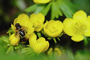 Combined: Aconite