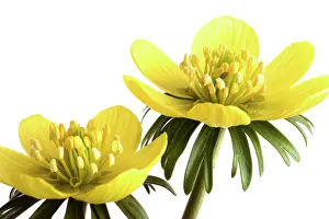 Hyemalis: Aconite