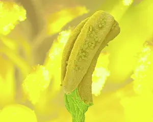 Microscope: Aconite Anther - with pollen