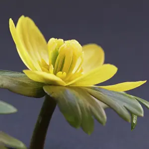 Hyemalis: Aconite, Eranthis hyemalis, Yellow subject, Grey