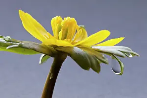 Hyemalis: Aconite, Eranthis hyemalis, Yellow subject, Grey