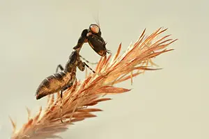 Halm: Acontista multicolor nymph walking on grass halm
