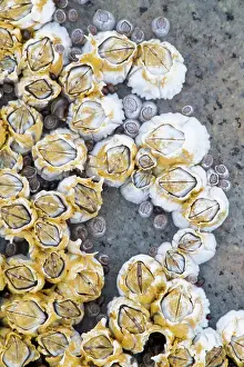 Acorn: Acorn Barnacle
