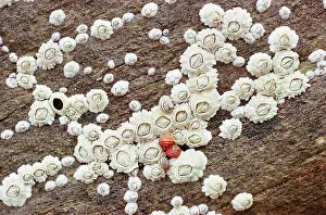 Barnacles: Acorn BARNACLES