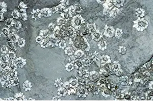 Acorn: ACORN BARNACLES