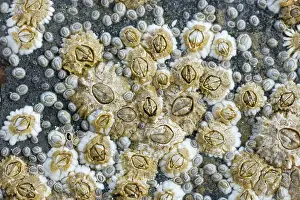 Orkneys: Acorn Barnacles exposed at low tide