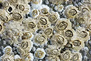 Orkneys: Acorn Barnacles exposed at low tide