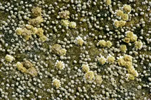 Barnacles: Acorn barnacles - on a rock at low tide