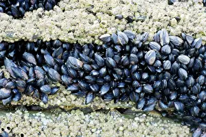 Mussels: Acorn Barnacles and young Common Mussel (Mytilus