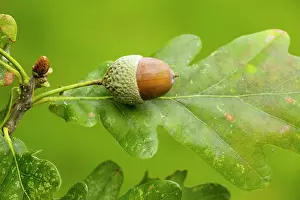 Acorns: Acorn and leaf of Common Oak, in autumn