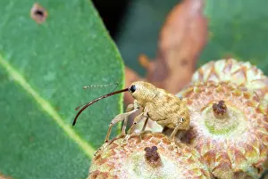 Acorn: Acorn Weevil