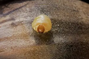 Zoological: Acorn Weevil Larva