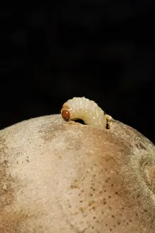 Zoological: Acorn Weevil Larva