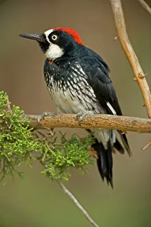 Formicivorus: Acorn Woodpecker