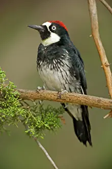 Formicivorus: Acorn Woodpecker