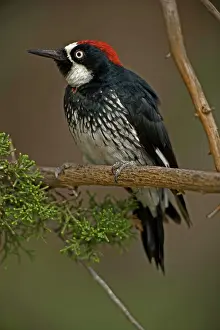 Formicivorus: Acorn Woodpecker